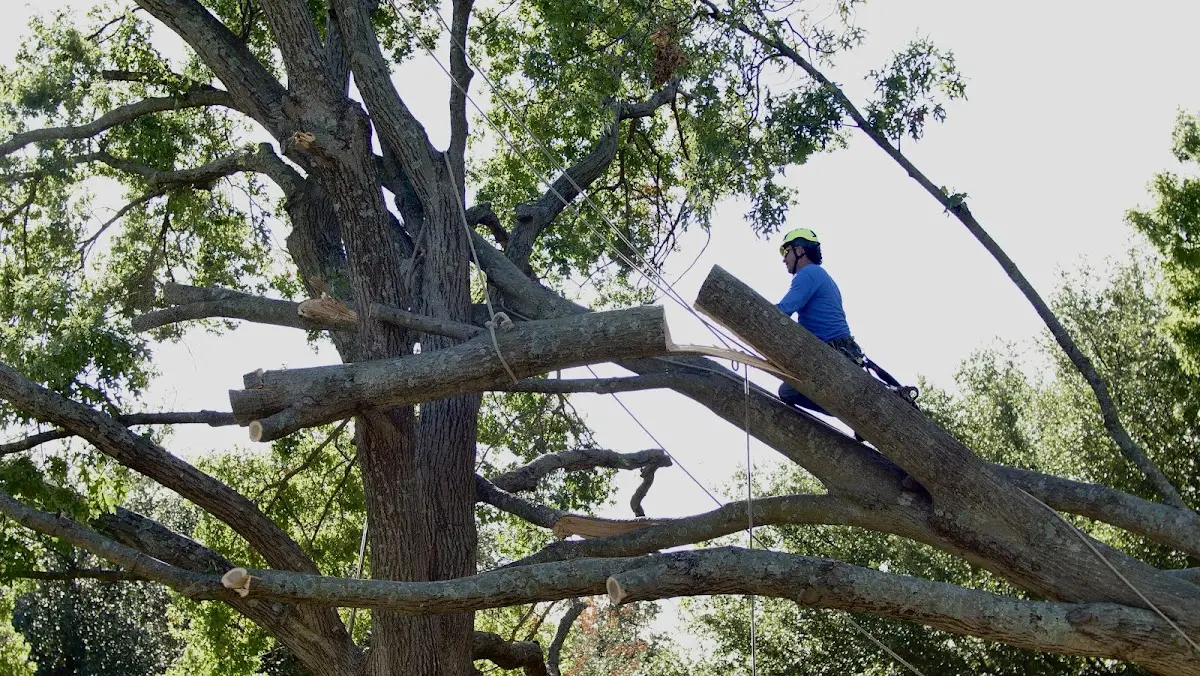Professional Hazardous Tree Removal performed by certified arborists in Gracemont